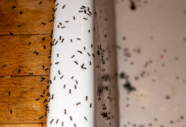 Best Affordable Pest Control Services  in Wesleyville, PA